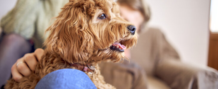 Small dog on the lap of its owner